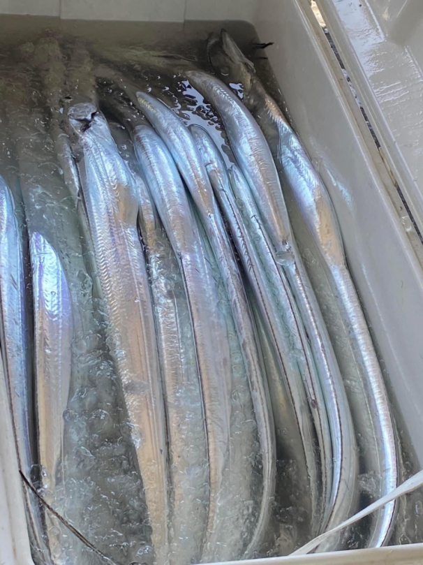 油帶魚｜豐濱石梯漁港慶豐收，秋冬季節才抓得到，屬於經濟價值較高的魚種。
