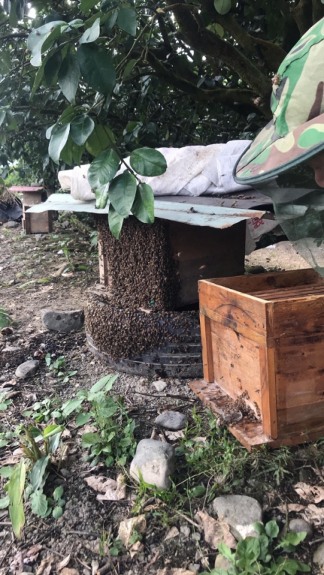 亡命江湖｜棲身果園，萬餘隻野蜜蜂疑大地震流離失所，鶴岡柚農劉建城請「君」入甕，終於有組合屋可以住了！