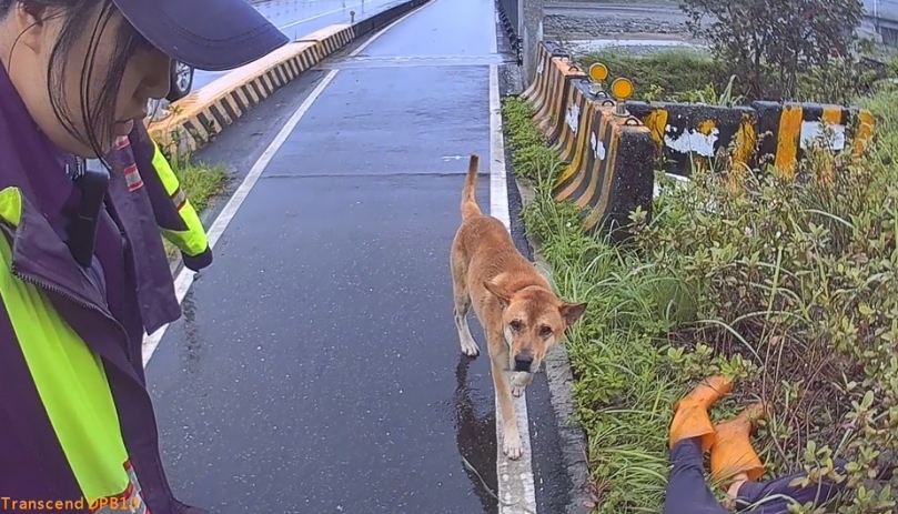 忠犬護主｜臺版忠犬小8 ，小狗異常排徊草叢，鳳警協助路倒民眾送醫！