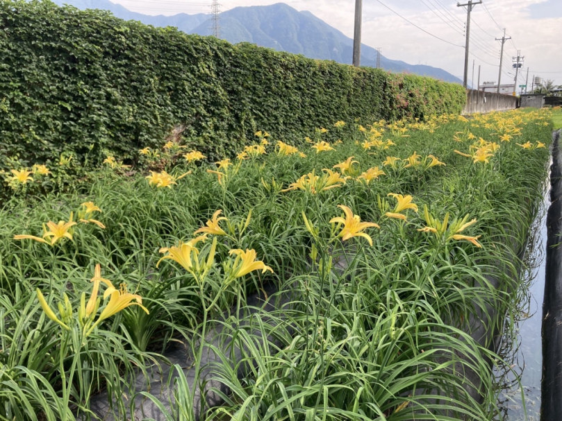 金針花新品種｜花蓮7號-豐美｜花期長、花期早，耐病又抗菌！