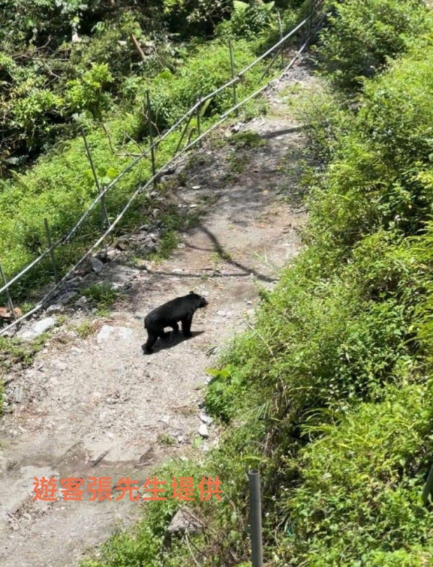 萌萌小黑熊｜現蹤南安瀑布道路，誤以為是黑狗，定神ㄧ看，原來是臺灣黑熊！