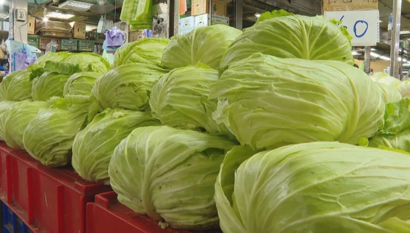 天氣炎熱高麗菜產量受衝擊每顆快飆破2百元