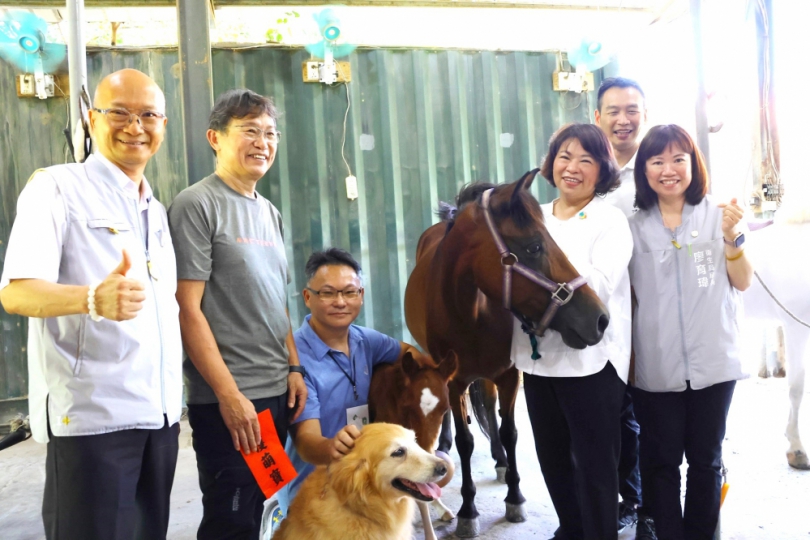 嘉義市樂齡馬術伴長輩培養好肌力！「榮譽市馬」Lulu添丁 市長黃敏惠等人親送「月子禮」祝福 為佳話再添溫馨！