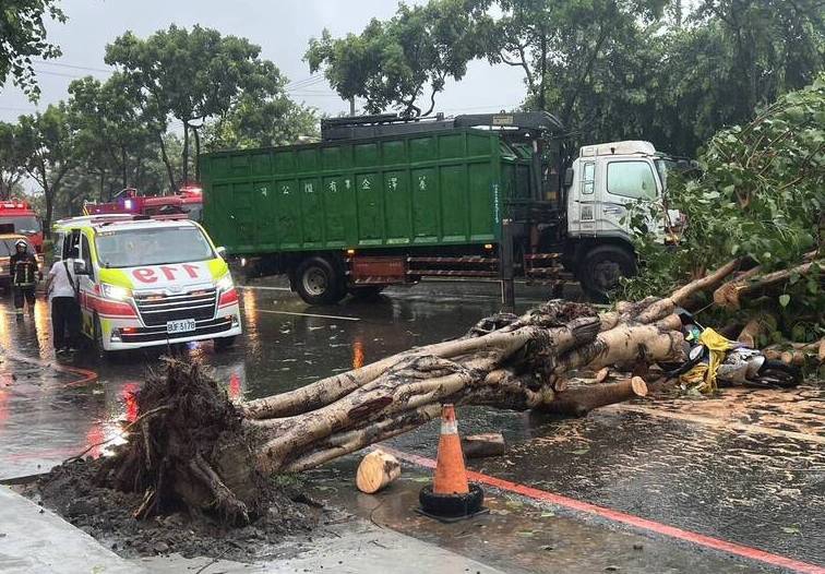 高雄鳳山路樹倒塌壓傷女騎士無生命跡象送醫搶救不治