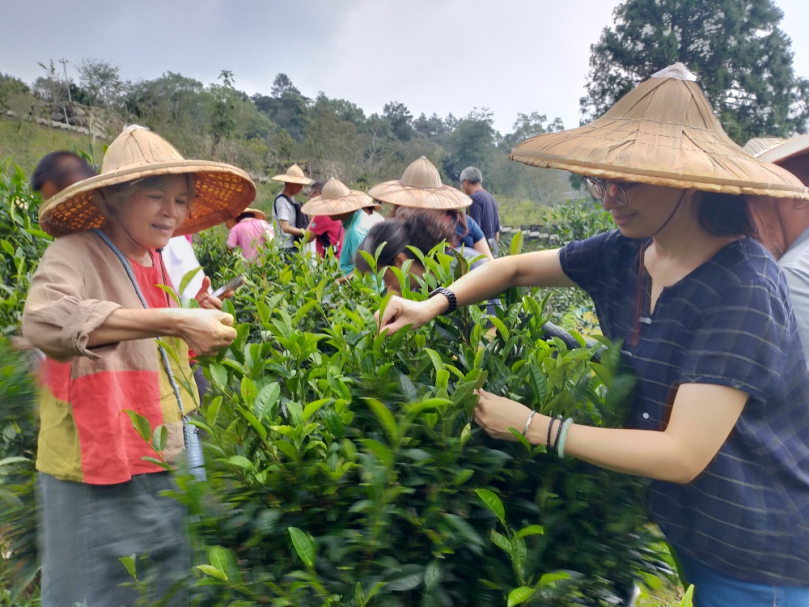 鳳凰山原生種臺灣山茶產品發表會