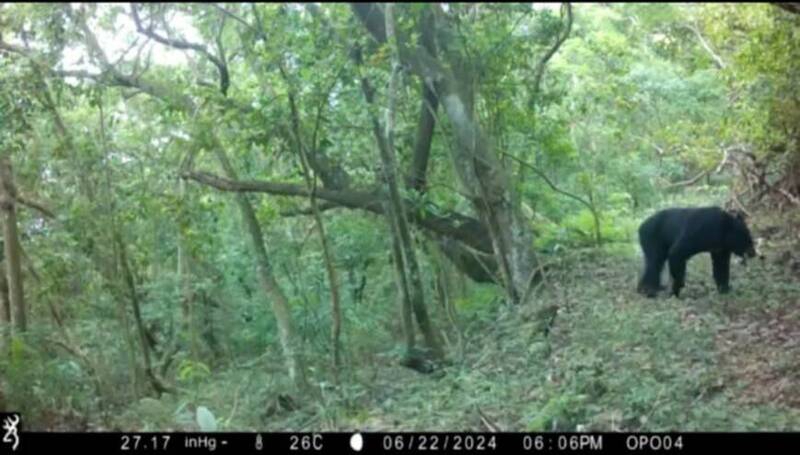 高市茂林區萬山部落巡守隊拍到今年高雄地區首度黑熊現蹤獲頒5萬元獎勵