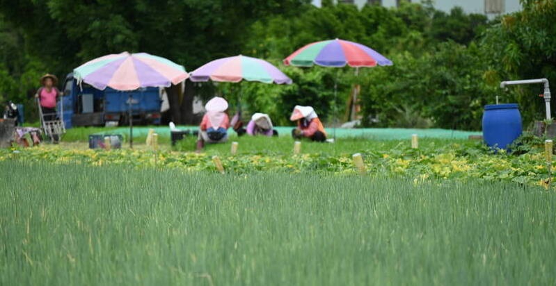 山陀兒來襲北高雄菜農搶收漁船進港躲強颱