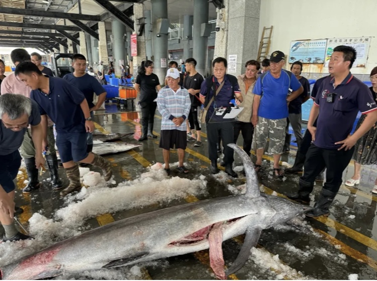 旗開得勝｜2024成功漁港鏢魚王競賽鳴槍起跑，271公斤大白皮旗魚，賣出好價錢！