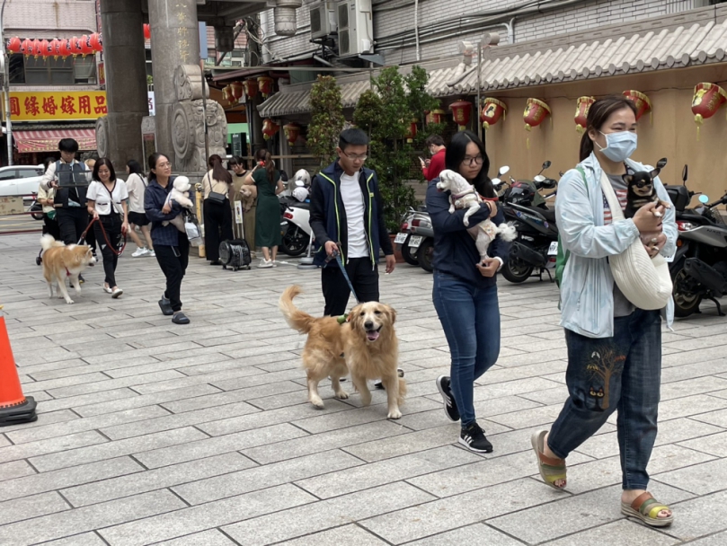 嘉義城隍廟倡導寵物領養代替購買  結合宗教信仰與科技推出「寵物身心靈ALL IN尊爵包」  寵物主人帶著狐獴、烏龜等寵物走秀點平安燈