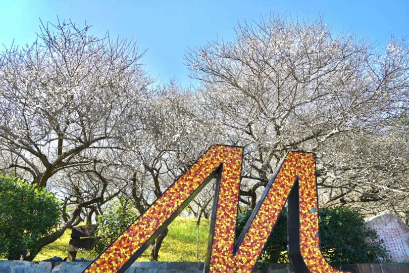 嘉義縣梅山公園梅花綻放 嘉義縣邀遊客一同追「平地雪景」〜