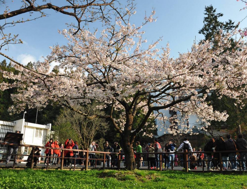 阿里山賓館推出花季限定賞櫻福袋優惠 櫻花季追花打卡品嚐秘境咖啡