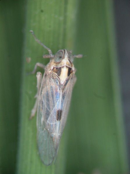 中部水稻發現「飛蝨類」和「瘤野螟害蟲」。（照片農改場提供）
