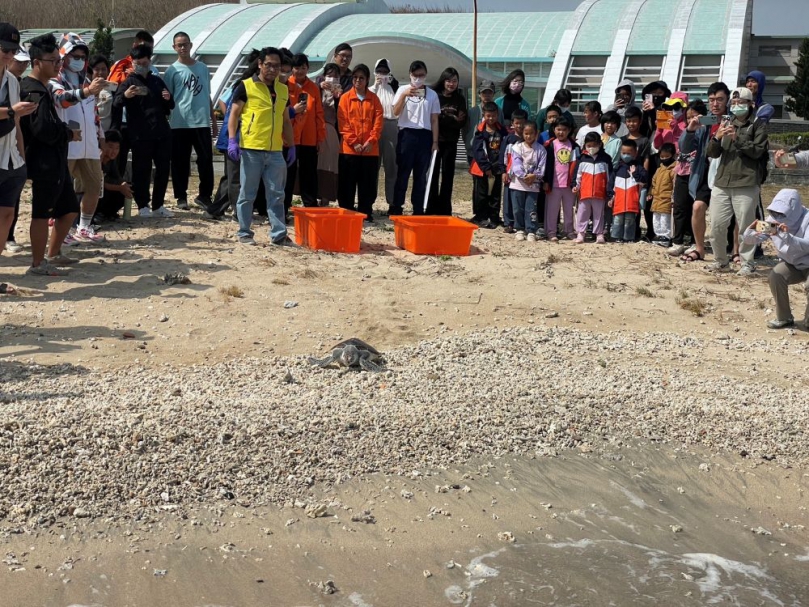 望安收容的2隻綠蠵龜順利野放,持續推廣海洋生態保育理念 澎管處表示,未來將持續與海洋委員會、縣府農漁局、水試所等相關單位攜手合作,透過望安綠蠵龜觀光保育中心延續「好善堂」石碑所象徵的守護精神,深化海龜保育觀光與生態教育推廣,讓更多遊客在旅途中學習愛護海洋、珍惜自然,實踐永續旅遊的理念。