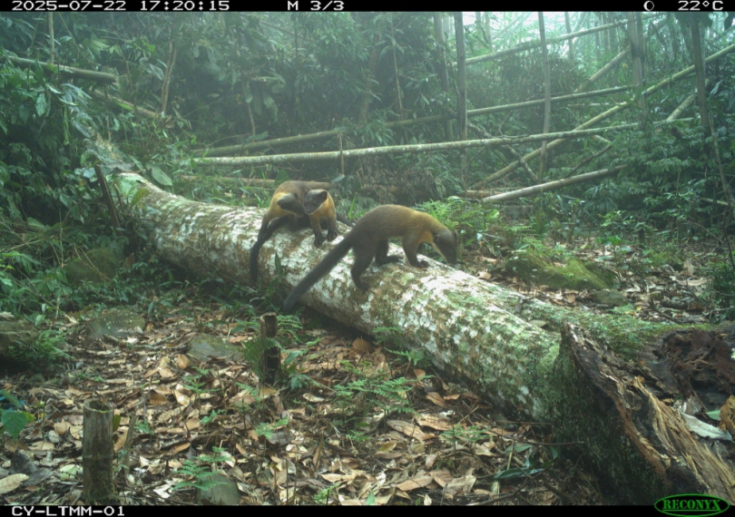林保署嘉義分署與嘉大合作透過紅外線相機  完成野生動物長期監測   黃喉貂及麝香貓等7種珍貴保育類野生動物現蹤