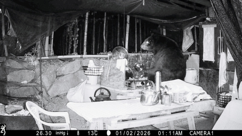 阿里山達邦村熊出沒  高約160公分台灣黑熊四度闖入工寮 林保署嘉義分署將安裝「防熊電踏墊」及「防熊電圍籬」 攜手達邦部落合作驅熊