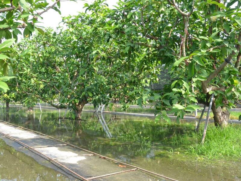 強烈冷氣團來襲高雄農改場籲農民3大措施加強作物防寒