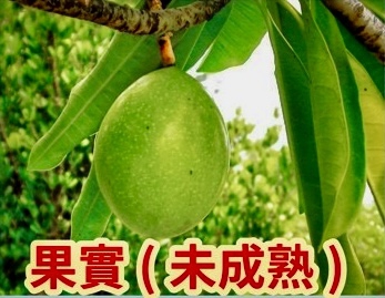 長得好像｜原來是誤食海濛果，狀似百香果，一人吃了嘔吐、腹痛而暈倒，送醫救回一命！