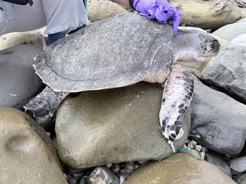 欖蠵龜遭網纏繞受傷｜臺東海巡協助脫困
