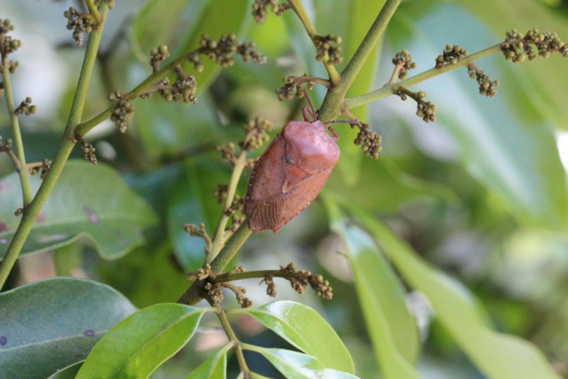 荔枝椿象蠢動高雄農改場籲高屏荔枝農友共同防治