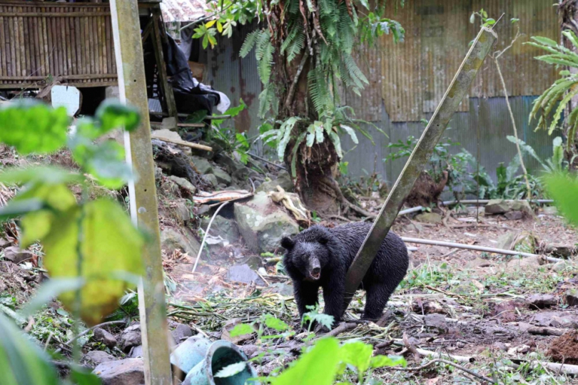 林業保育署攜手阿里山鄒族部落 成功誘捕多次闖入部落工寮台灣黑熊 體重123公斤成年公熊順利野放山林