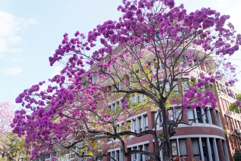 大葉校園洋紅風鈴木綻放。(照片大葉提供)