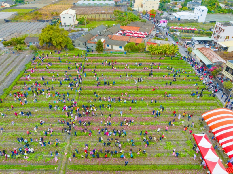 「樂遊大村行，千人蘿蔔派對」大村鄉南勢村農田登場。（照片公所提供）