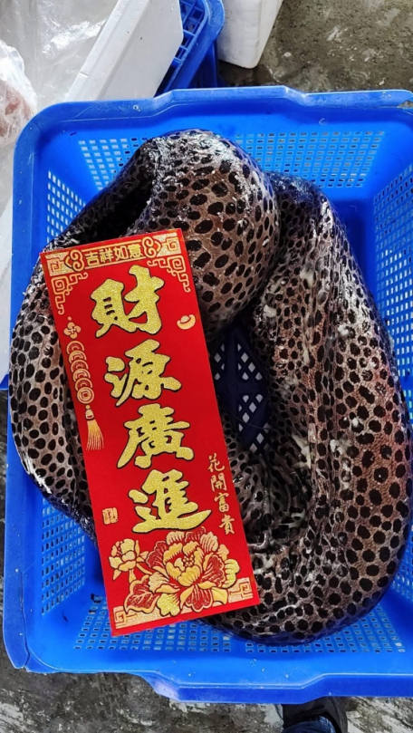 年初五開工日|成功漁港捕獲象徵財源滾滾的野生大錢鰻、大藍瓜,喜慶大豐收!