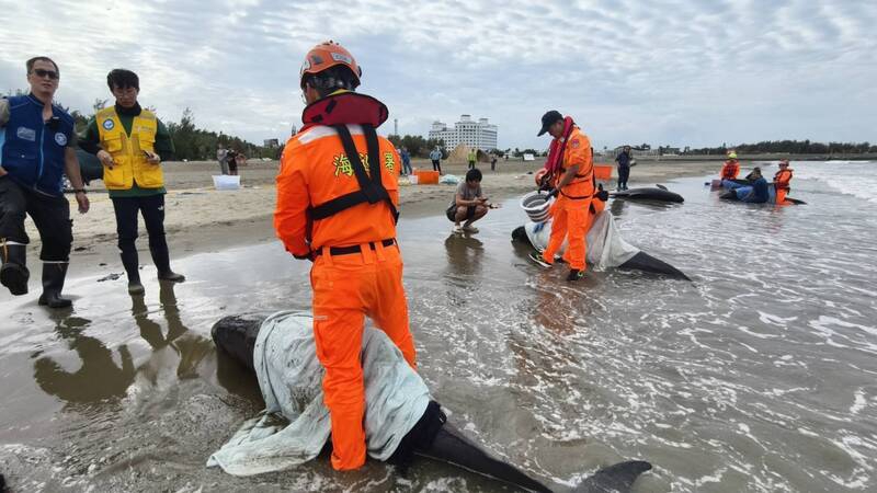 屏東驚傳小虎鯨集體擱淺4隻死亡另7隻海保署全力搶救野放大海