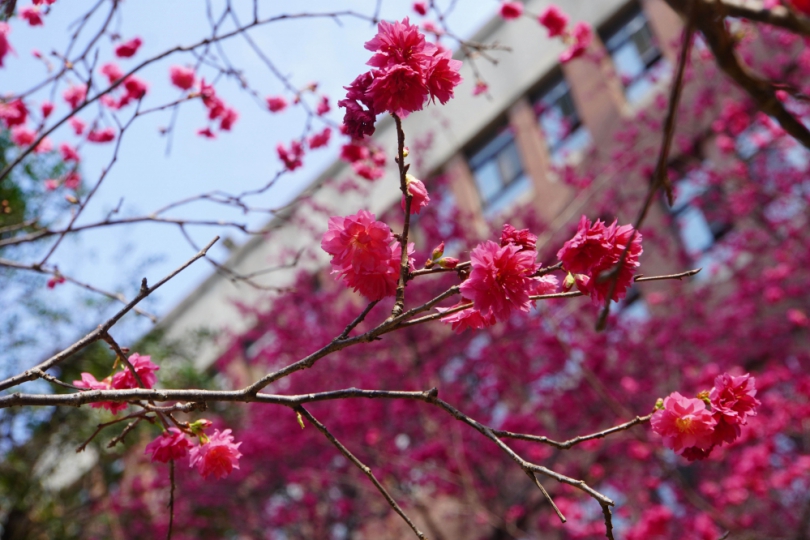 大葉校園櫻花盛開。（照片大葉提供）