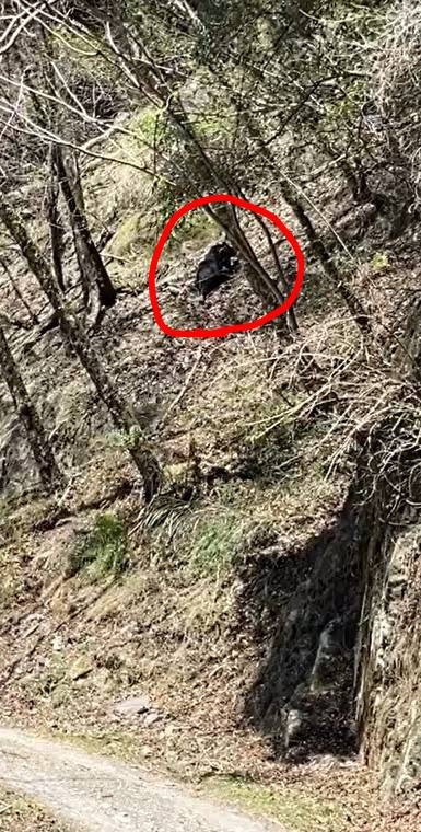 熊群漸往新竹苗栗淺山區域活動  遊客須留心黑熊出沒