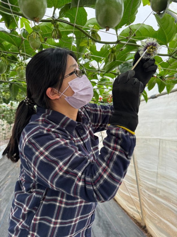 高雄農改場開發菊島春季百香果產業新亮點