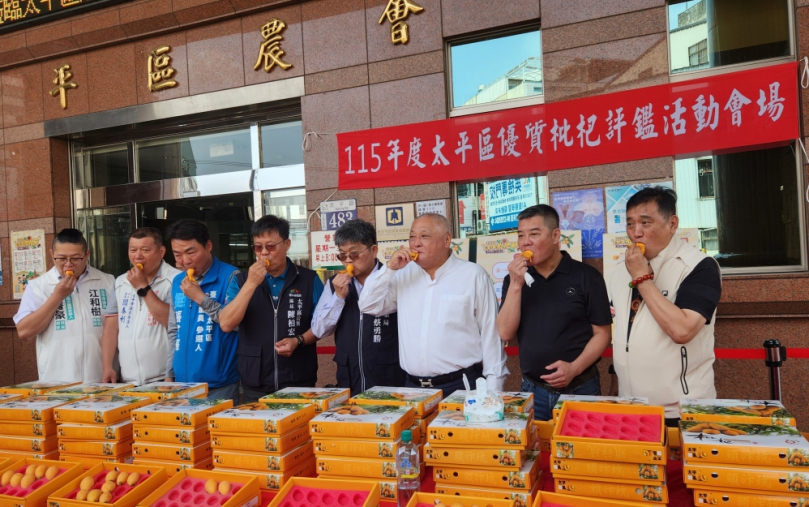 太平枇杷評鑑會登場 年度「枇杷王」出爐
