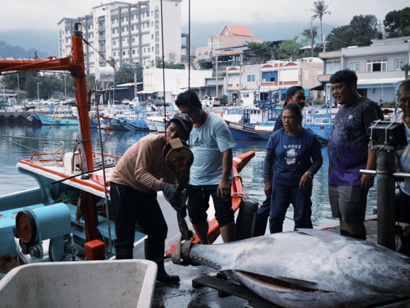 捕獲臺東第一尾黑鮪魚 |縣府補助20萬元獎金,4/7日開跑!