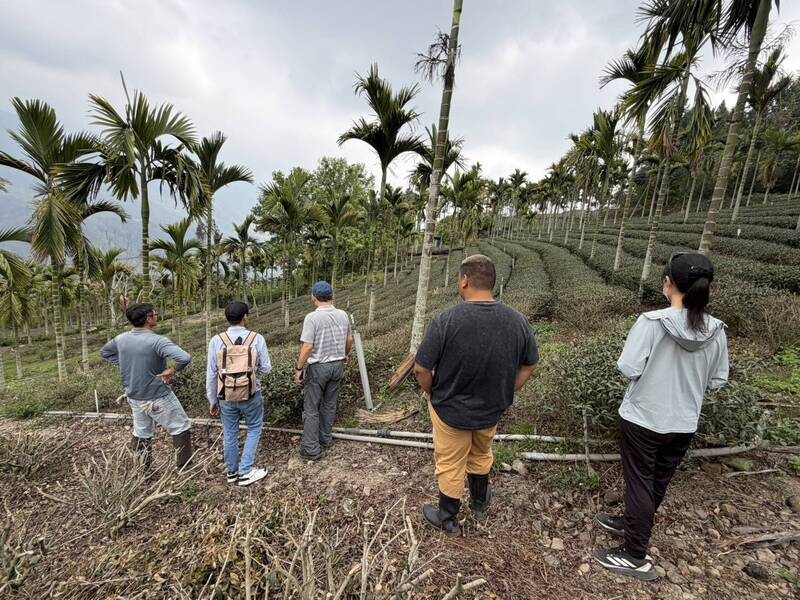 冬旱高雄3成茶樹萌芽不佳列現金救助每公頃10萬元