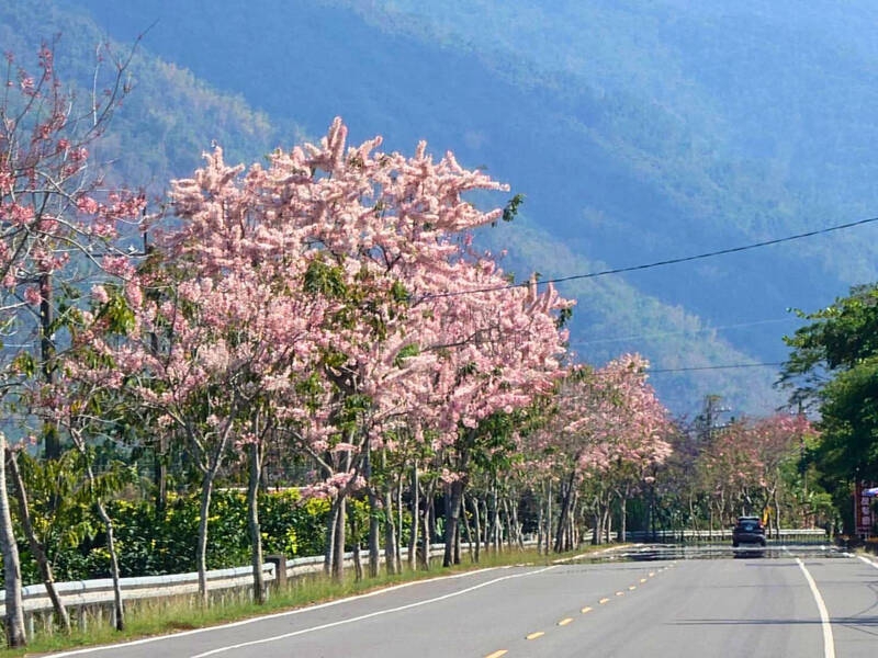 高雄六龜台27甲線花旗木盛開成粉紅大道