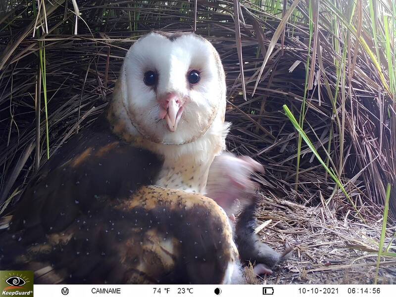 高雄農改場續推友善耕作守護紫斑蝶、水雉和草鴞棲地