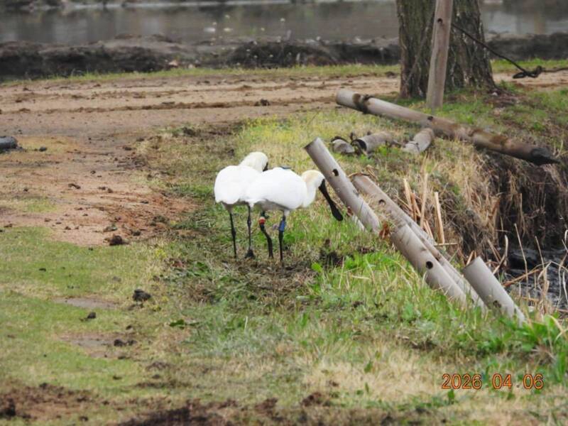 黑面琵鷺千里遷徙抵韓配對成功