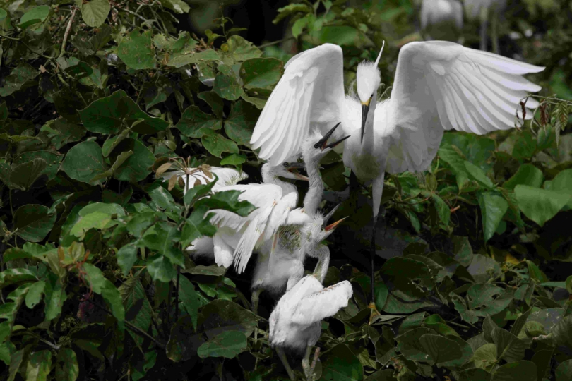 鰲鼓濕地「鳥與風－風鈴彩繪」活動　22日開放報名  結合賞鳥與手作體驗