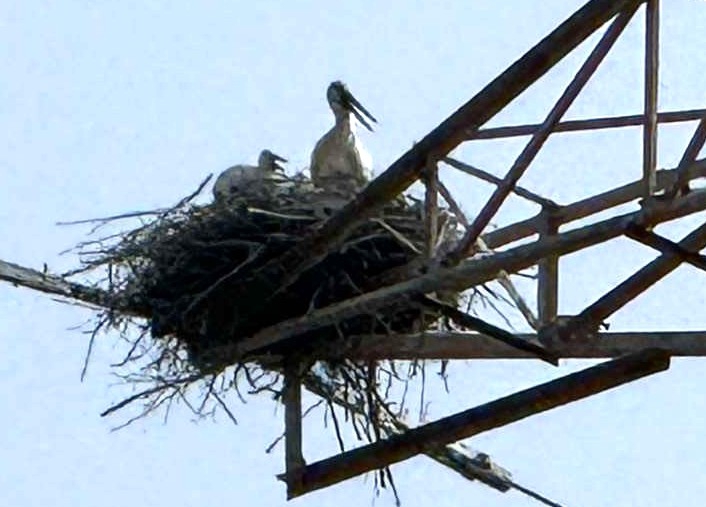 「東方白鸛」於雲林築巢 縣政府盼各界協力守護迎接離巢關鍵期！