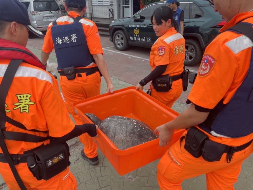 海洋悲歌｜欖蠵龜杉原灣遭漁網纏繞，前後肢都受傷，海巡即刻救援協助脫困送醫！