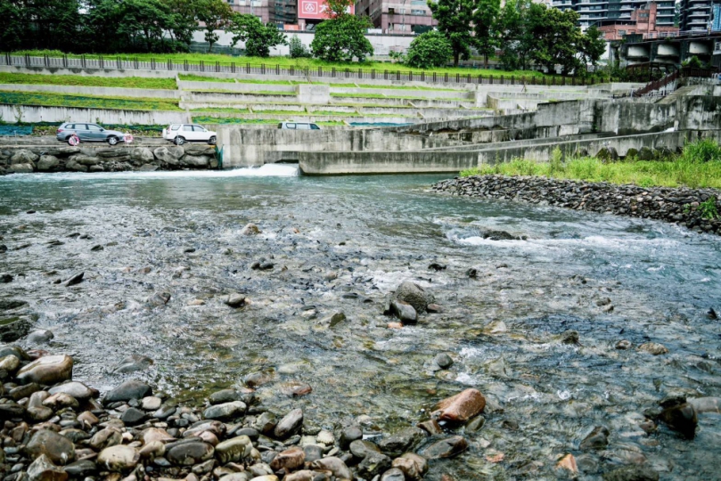 環境改善魚知道！碧潭堰魚群「卡位」上溯直擊