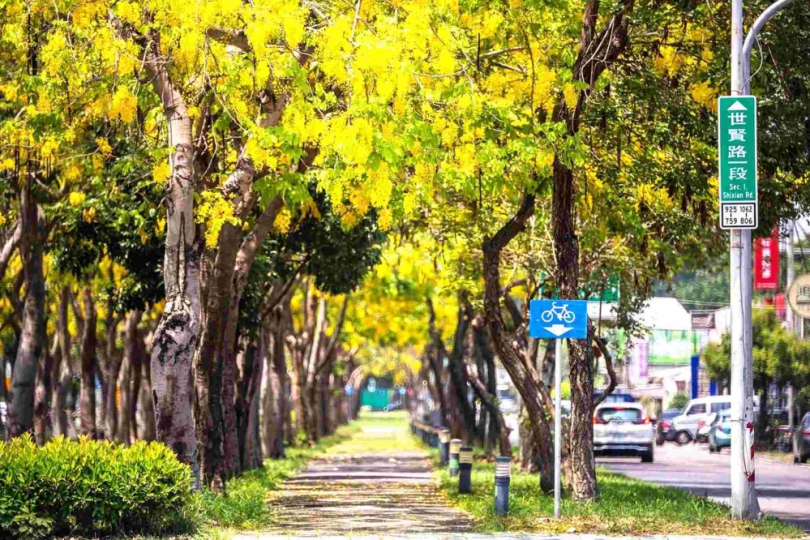賞花又種花！ 嘉義市阿勃勒花季串聯潮選店與皮克敏熱潮 打造最療癒的城市散步提案