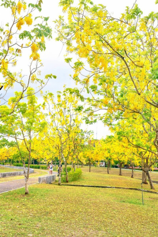 高雄十多處路段落下「黃金雨」賞花要快