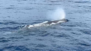 超大抹香鯨｜長達17公尺，提早2個月現蹤花蓮外海！