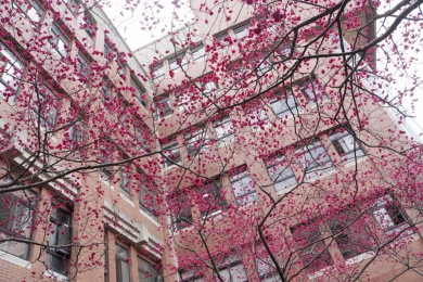 大葉校園櫻花盛開。(照片大葉提供)