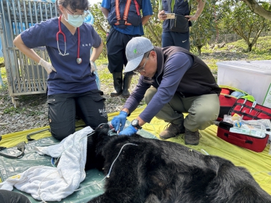 「達古阿里」捕獲|後送野灣動物醫院檢查評估