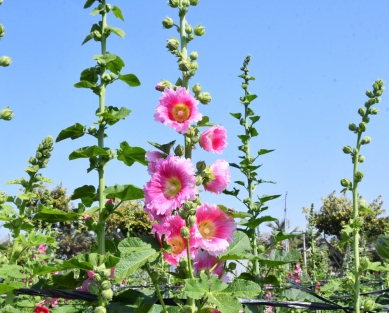 員林蜀葵花開花了。（照片公所提供）