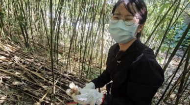 採筍像尋寶｜花蓮光復箭筍季開跑，跟著筍農上山採筍趣！