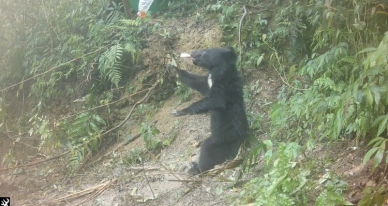 落單小黑熊｜卓溪誘捕成功，體態偏瘦才11.5公斤，照養後再評估野放！