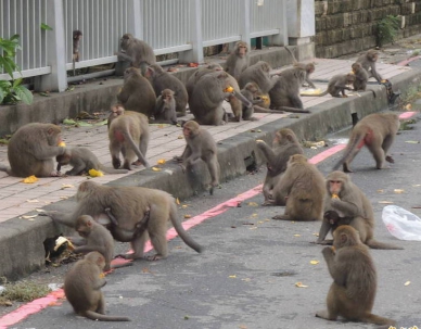 電網檔不住獼猴採果高市農業指出猴已成精想其他辦法